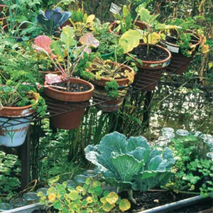 Container gardening workshop
