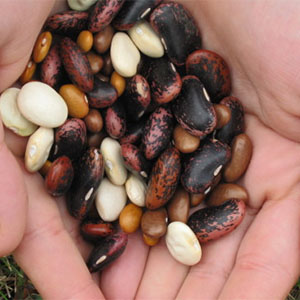 Seed saving workshop