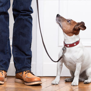 Dog training class at Sebastopol Community Cultural Center