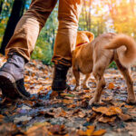 Dog training class Regional Parks