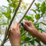 Fruit tree grafting class Land Paths