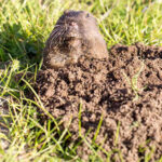 Organic Garden Pest Management class at bees n blooms farm