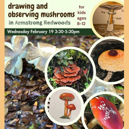 Mushrooms Discovery and Draw for Kids Amstrong Woods