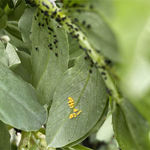 Organic Pest Management class at Bees n Blooms