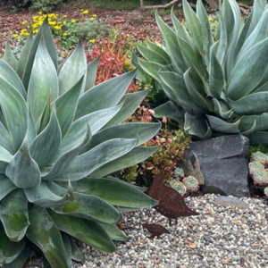 Succulents class Master Gardeners