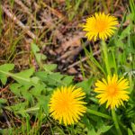 Master gardeners weed management workshop