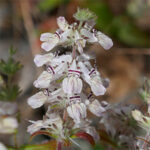 Wildflower at Montini Open Space Preserve