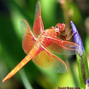 Dragonfly workshop at Laguna Foundation