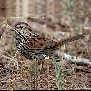 Gardening With Wildlife Sonoma County Master Gardeners